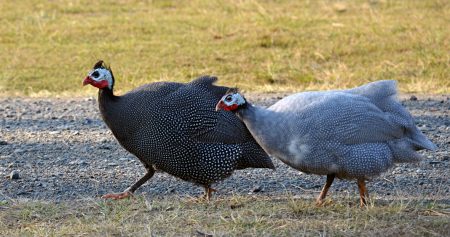 Fowl